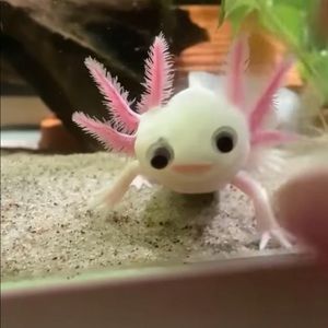 Meet your Posher, Ariel